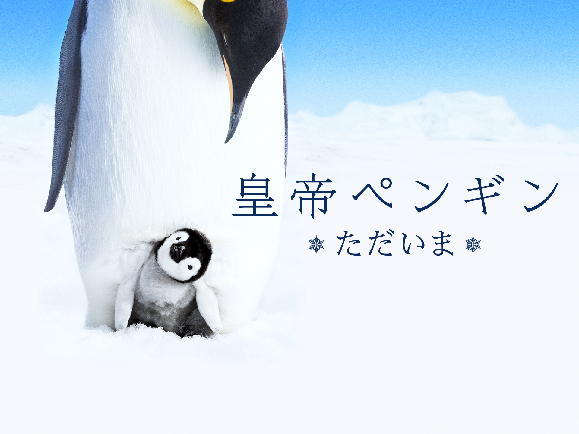 皇帝ペンギン ただいま